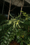 Mahonia japonica Bealei Group RCP1-2014 01.JPG
